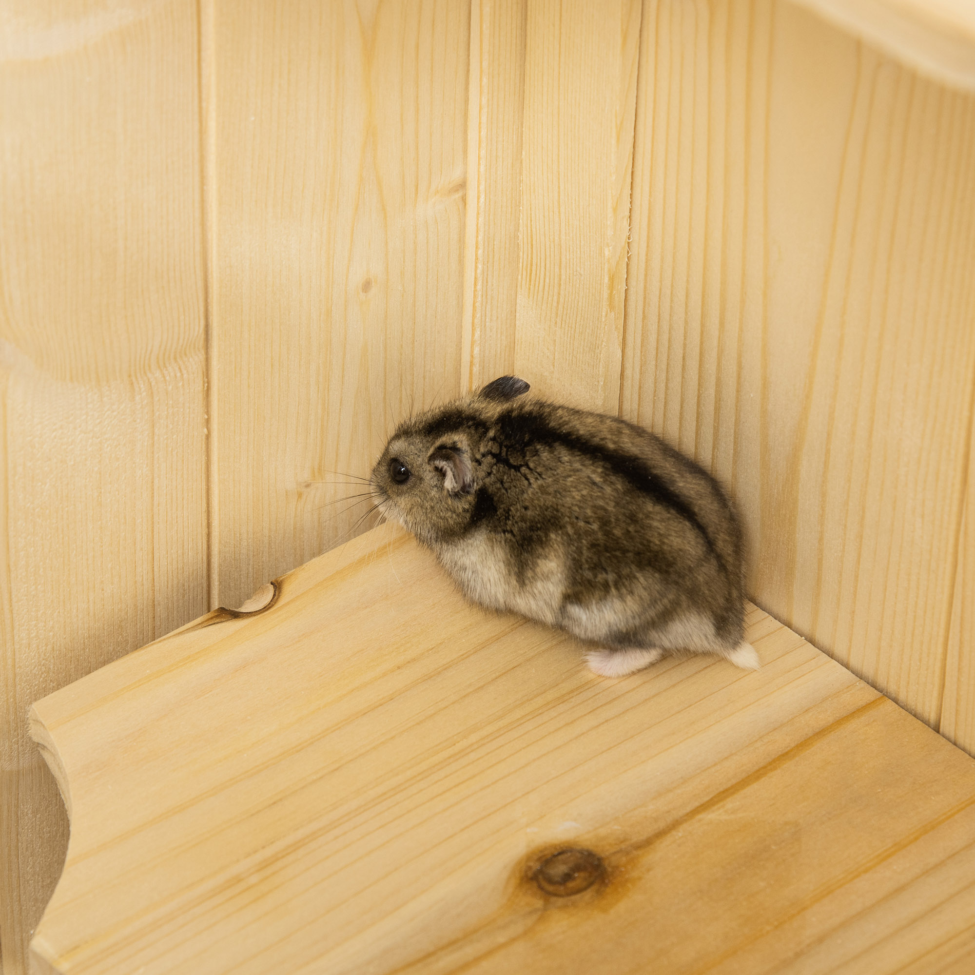 Hamsterkäfig aus Holz 5 Etagen Nagarium Nagerkäfig Kleintierkäfig mit Gitterdach Rampen, Holzkäfig Mäusekäfig groß Käfig für Hamster Zwerghamster 60 x 40 x 120 cm Naturholz