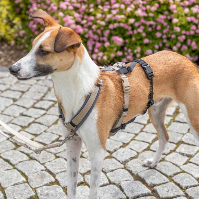 Trixie Panik-Adapter Stay für Geschirre - S?M/38?57 cm