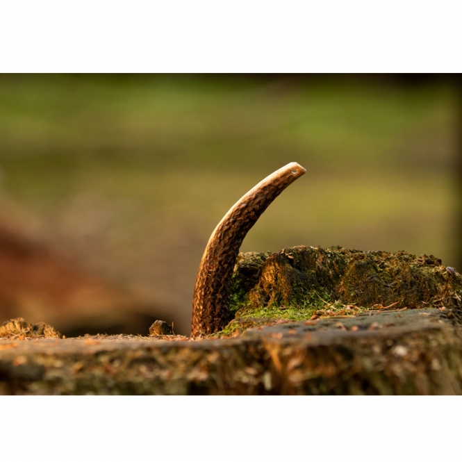 Viking Antler Hard Rothirschgeweih - XL