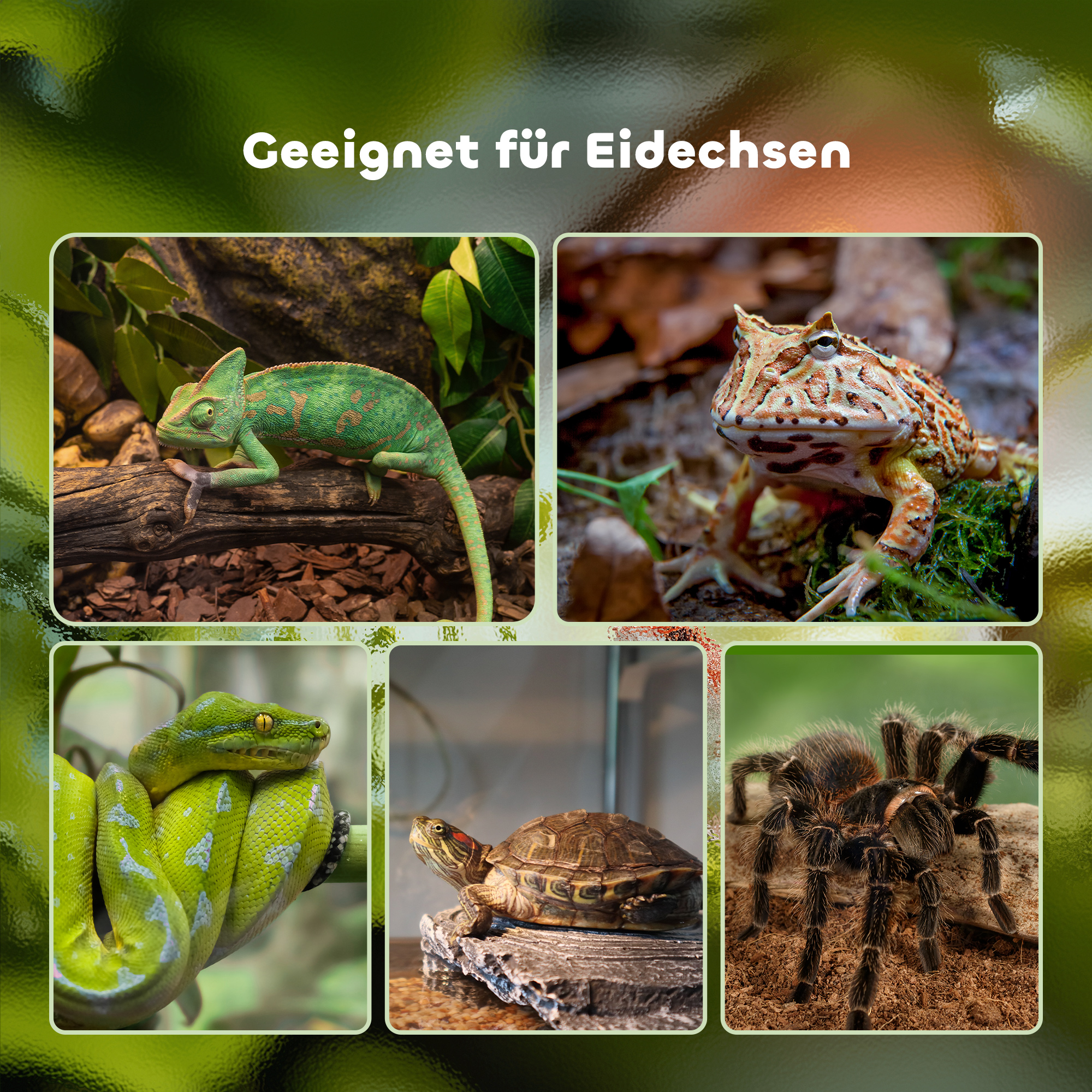 Terrarium für Reptilien Reptile Fütterungsbox Glasterrarium Amphibien Spinnentiere mit Thermometer Reptilienzuchtbox Metall Schwarz 50 x 30 x 35 cm